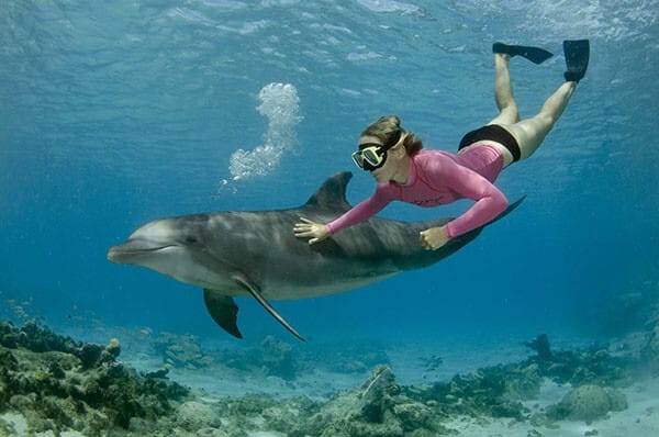swim-with-dolphins-mauritius - vibrations tours