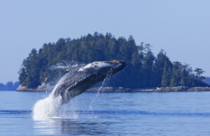 Destination Pakistan Whale watching tour - vibrations tours